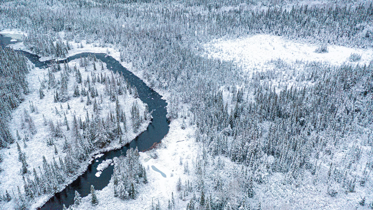 A serene winter forest, blanketed in fresh snow, Newfoundland and Labrador, Canada