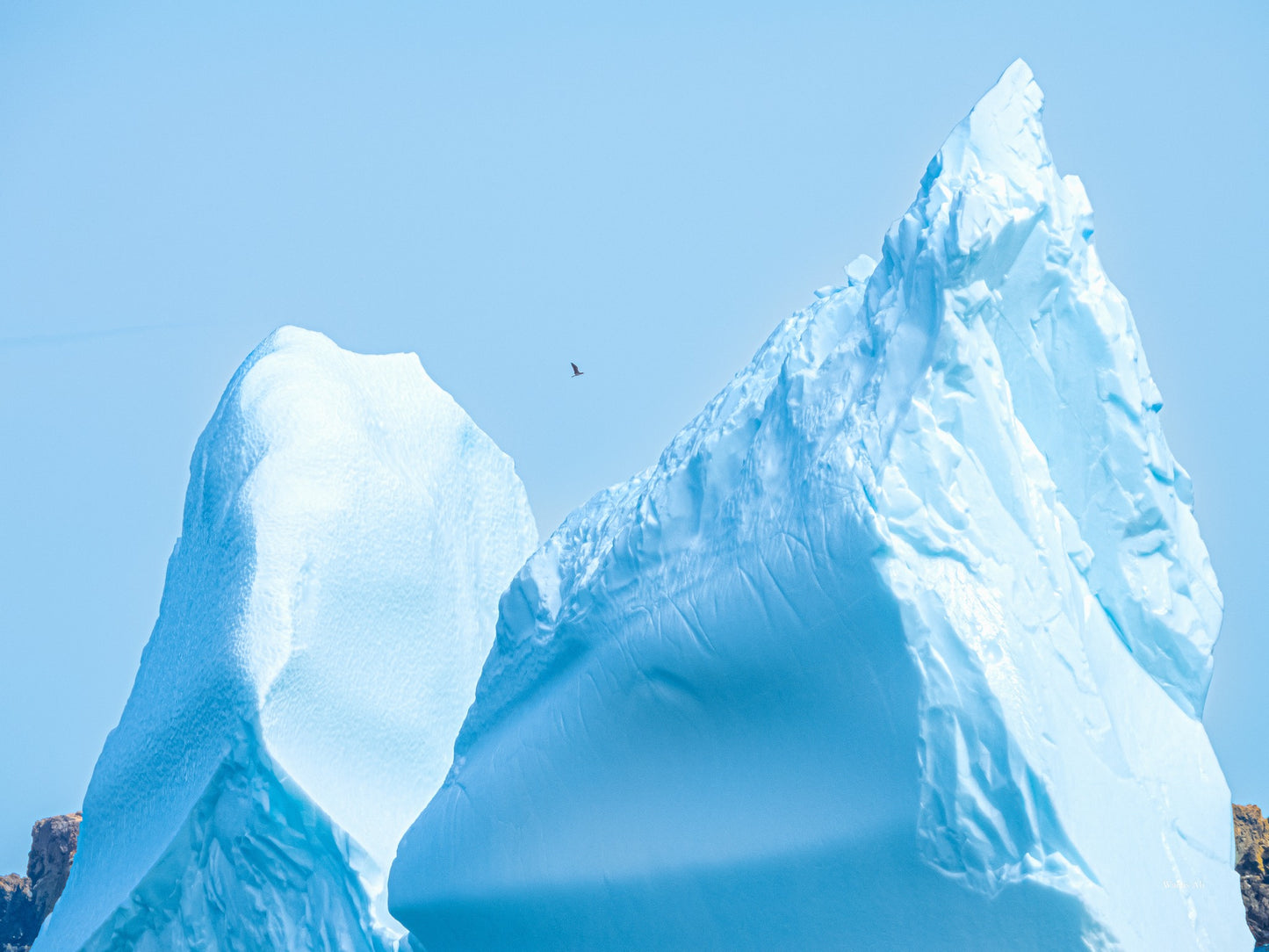 Iceberg elegance in Newfoundland’s waters—a glimpse of nature’s frozen beauty
