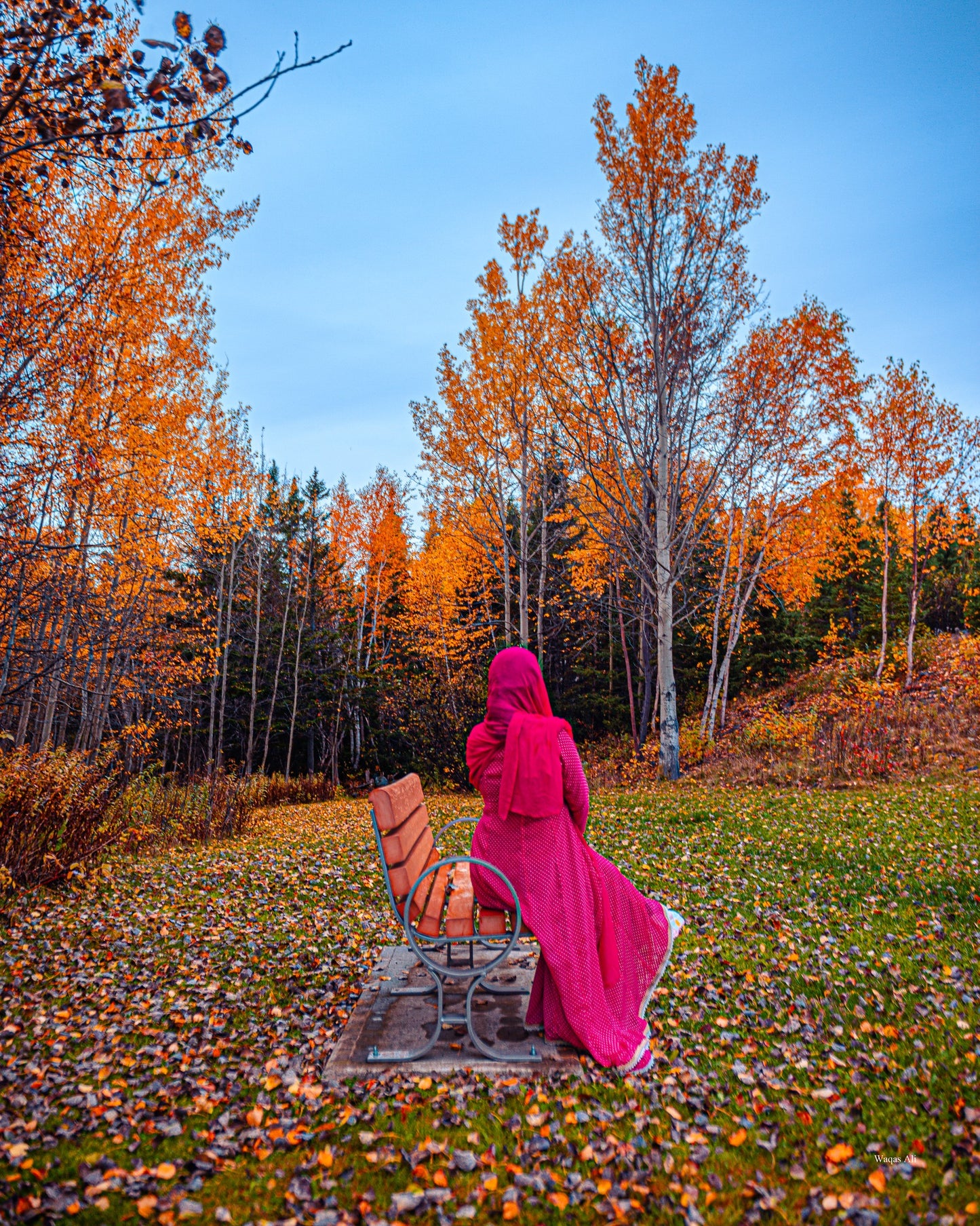 Vibrant hues of autumn set the forest ablaze, Gander, Newfoundland and Labrador, Canada